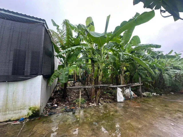 19/01/2026..Bán đất 66m² ngang 6,6m giá 990 triệu Xã An Trường( Trường Thọ). liên hệ 0362558882