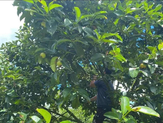 Đầu Nguồn Vốn đang bị kẹt lại Cần Bán 1600m2 Ven Đà Lạt có Sẵn vườn cây ăn trái Chỉ 509tr