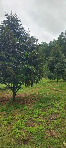 Cần tiền bán gấp vườn sầu riêng Bình Phước (Đồng Nai), 4000m2, thổ cư 100m2, 450tr