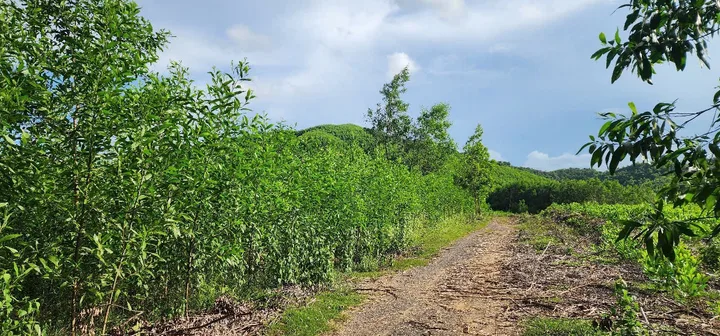Bán đất rẩy diên xuân