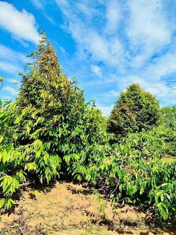 Bán đất 5000m² giá 220 trXã Cư Pơng