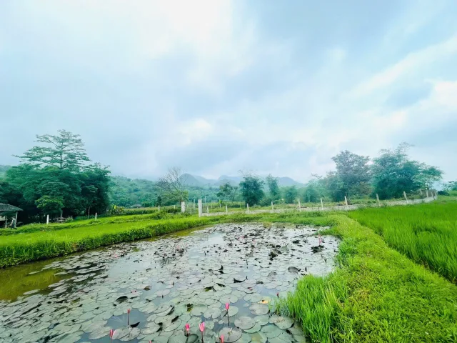 Chính chủ cần bán 1333m view tuyệt đẹp cánh đồng bao quanh thơ mộng Tân Lạc Hòa Bình