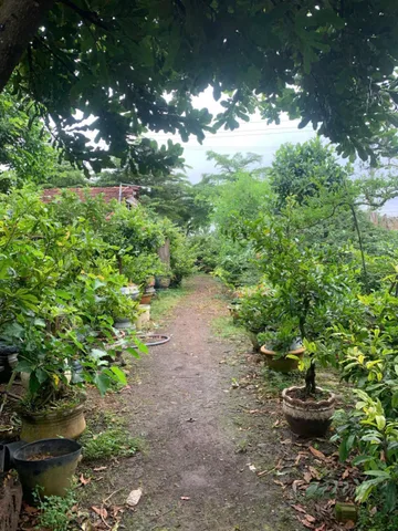 Bán đất HƠN 2 SÀO MẶT TIỀN TỈNH LỘ 1 XÃ TÂN HÒA – HUYỆN BUÔN ĐÔN, ĐẮK LẮK