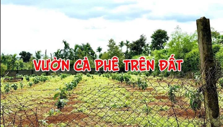 Bán đất 373.6m² có sẵn 60m² thổ cư ngang 10m giá 499 triệu tại Phường Cư Bao