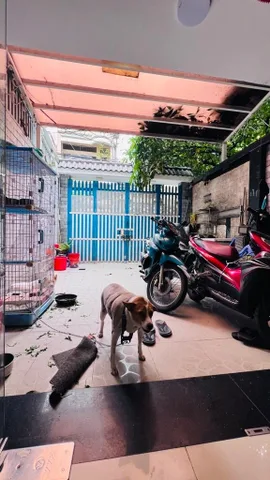 QUẬN 8 . NHÀ 3 TẦNG HẺM XE HƠI NGUYỄN THỊ TẦN  - 107M2  - CHỦ GẤP BÁN GIẢM MẠNH 13,5 TỶ CÒN 11,5 Tỷ .