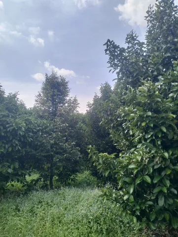 Bán đất 6768.7m² ngang 41m giá 4.6 tỷ Phường Long Hoa