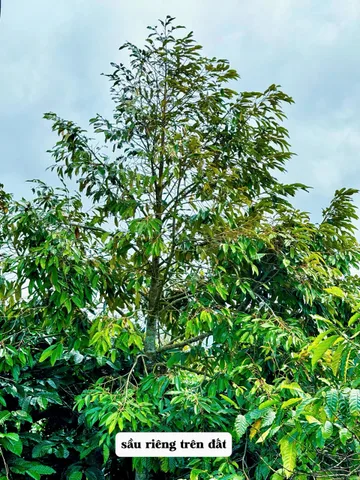 Bán đất 501.7m² giá 400 triệu Xã Dliê Ya