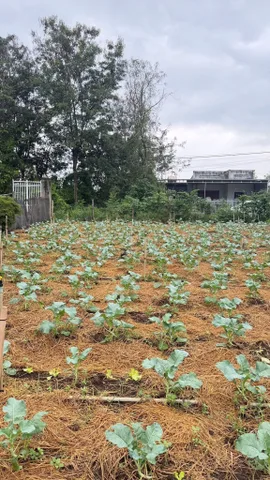 Bán đất 150m² giá 990 triệu Phường Ea Kao