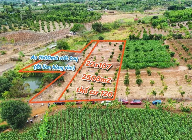 4 sào Hoà Phú có ao có sổ ngon lành mà giá có 1tỷ150tr diện tích 2345m 22m2