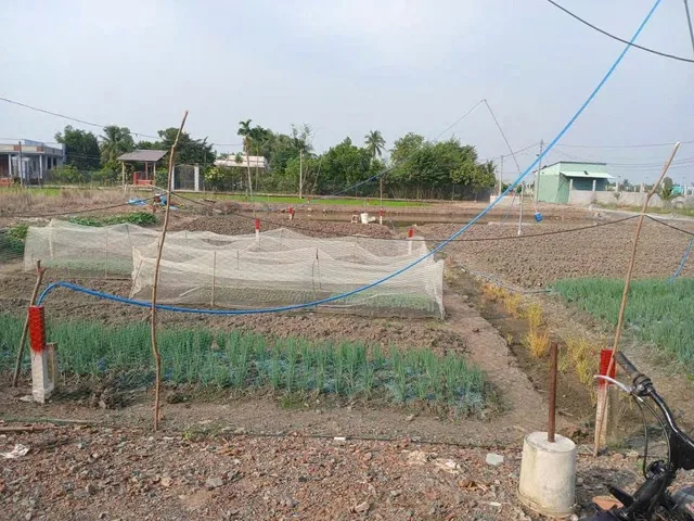 Đất Full THỔ CƯ 5x42m, mặt tiền liên xã Long Hoà - Phước Vân, Cần Đước, Long An, giá đầu tư