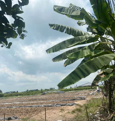 Bán đất 1005m² ngang 11m giá 1.6 tỷ Phường Long Hoa