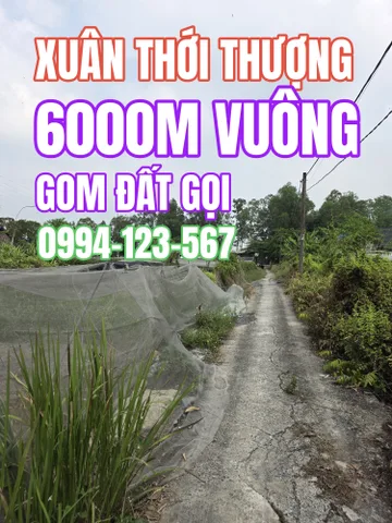 🟥Bán đất 6000m² vuông đẹp đang làm nhà vườn đường beton 2m giá chỉ 12 tỷ Xã Bà Điểm gom ngay gọi 0994 123 567