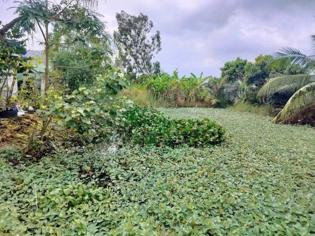 Đất thổ Cư ONT, Phước Đông Cần Đước Long An