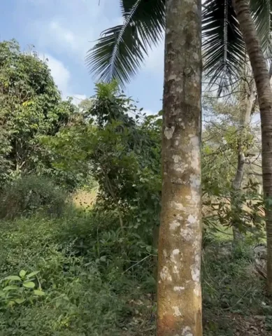 Bán đất 1281.4m² ngang 12m giá 1.2 tỷ tại Xã Châu Đức