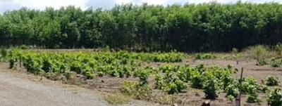 Bán đất 100.1m² có sẵn 60m² thổ cư ngang 5m giá 1.05 tỷ tại Phường Phú Mỹ