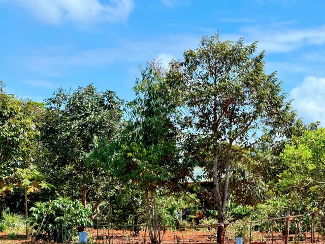 Bán đất 150m² có sẵn 60m² thổ cư ngang 5m giá 199 triệu tại Xã Krông Búk