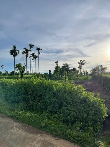 Đất đẹp ekao đường bê tông ô tô ik thoải mái diện tích 1163m