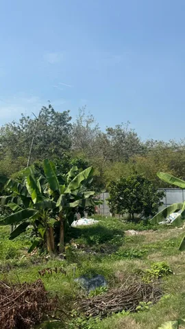 Bán vườn cam mặt tiền đường Cao Thị Đậu, tổng diện tích 4313,2 có 300 m2 đất ở, mặt tiền lên tới 48,7 m. là vườn cam tâm huyết của gia đình nên chăm rất kỹ. Sắm sửa hệ thống tưới tiêu xịn xò, có thể mua làm nhà vườn, hoặc làm khu du lịch đều được