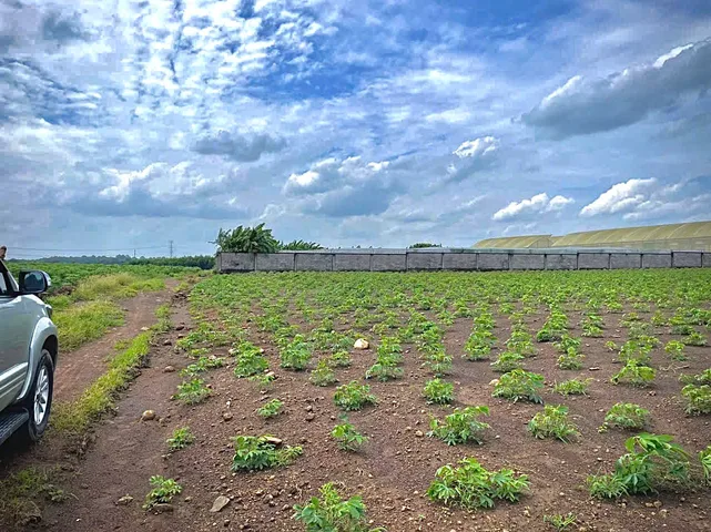 1.000m² LÔ GÓC 60M MẶT TIỀN – GIÁ HƠN 2 TRIỆU/M² GIỮA 2 KCN