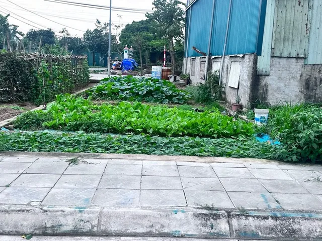 BÁN LÔ 98M2 NẰM TRONG KHU ĐẤU GIÁ THÔN TĂNG BẢO, NHƯ QUỲNH
