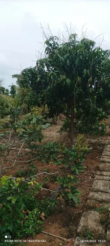 Bán đất 3832.5m² ngang 40m giá 2.5 tỷ tại Phường Thành Nhất