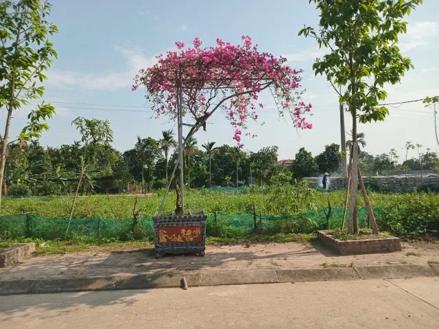 Đấu giá Nghĩa Trụ Văn Giang  vỉa hè ô tô tránh