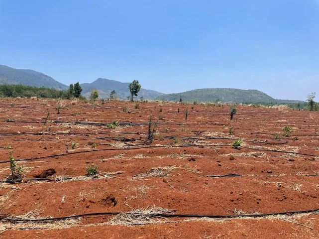 💥 10ha đất đỏ bằng đẹp db