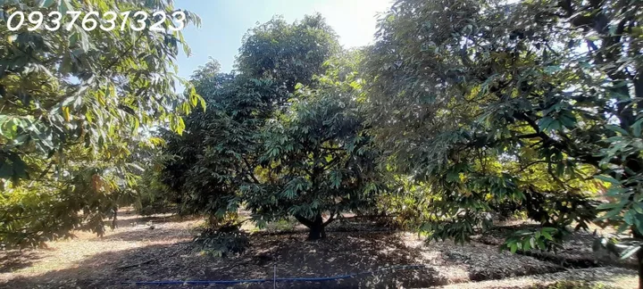 # CHÍNH CHỦ CẦN BÁN: VƯỜN SẦU RIÊNG MUSANG KING ĐANG THU HOẠCH – BẾN CẦU, TÂY NINH