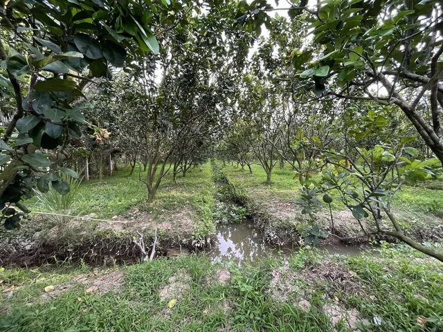 Bán đất 3.748m² đất vườn có sẵn 150m² thổ cư ngang 14m (Nở hậu 28m) giá 9 tỷ tại Xã Phú Túc (Tường Đa cũ) / Thiện chí thương lượng