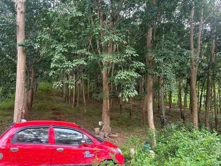 Đất vườn cao su 2,1ha có 1200 cây cao su đang khai thác 250 triệu/năm. Giá 2,8 tỷ