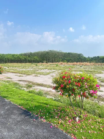 Bán đất 300m² có sẵn 100m² thổ cư ngang 5m giá 570 triệu gần ngã tư Chơn Thành tại Minh Hưng