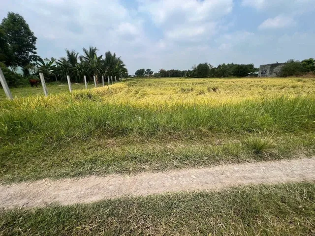 Bán đất 3379.2m² có sẵn 150m² thổ cư ngang 5m giá 800 triệu tại Xã Mỹ Hạnh