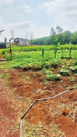Bán đất 1029.3m² ngang 11,5m giá 250 triệu tại Phường Đồng Xoài