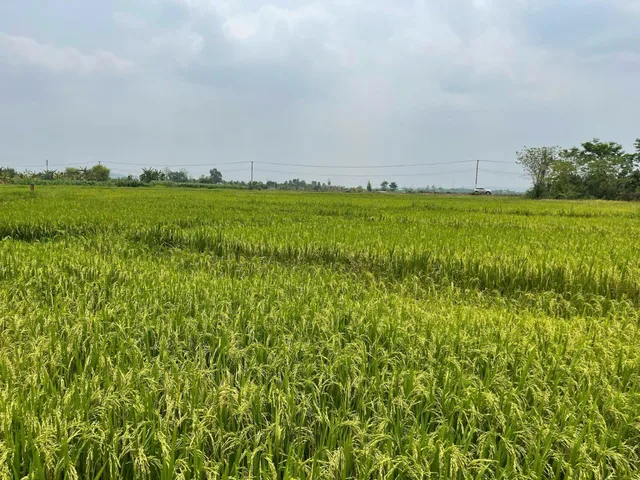 Bán đất 6500m² ngang 40m giá 4 tỷ tại Xã Hòa Phú