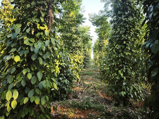 Bán 2héc đất cách ubnd xã đắk ha 4km full tiêu