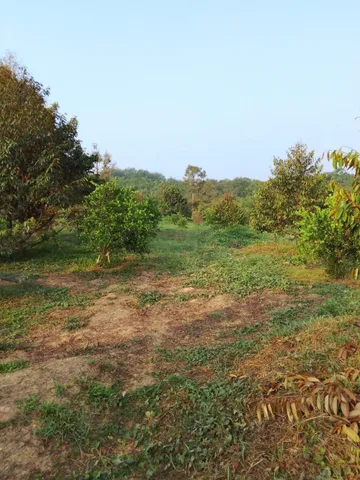 Cần bán vườn sầu riêng