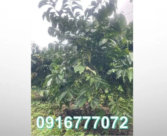⭐️Bán đất vườn cà phê gần Đà Lạt, xã Nam Ban Lâm Hà, Lâm Đồng, 0916777072
