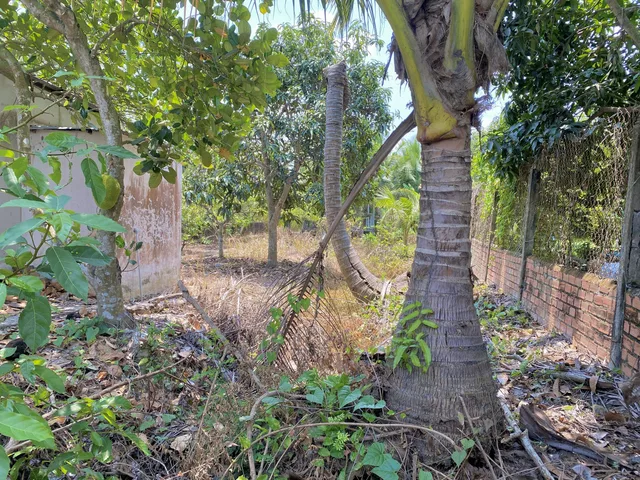 Bán 1000m² đất Lúa cách 30m đường Lê Văn Tưởng, Giá 1.5 tỷ tại Phường Long An, Tây Ninh