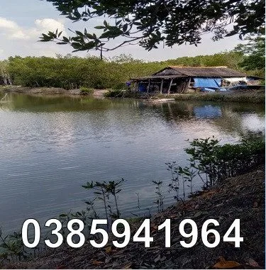 ⭐️Bán 61 mẫu đầm nuôi tôm tại xã Thạnh An (Cần Giờ), TP.HCM, 0385941964