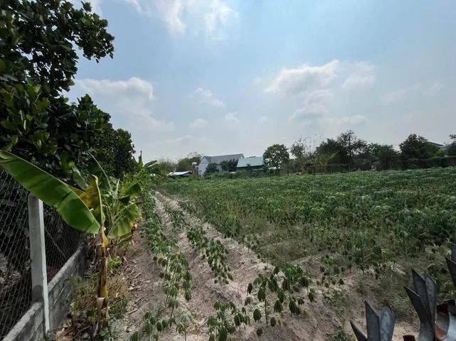 ĐẤT VƯỜN Thái Mỹ 1.600m² – MẶT TIỀN 29M – CÓ LÊN THỔ CƯ – GIÁ 3 tỷ 5