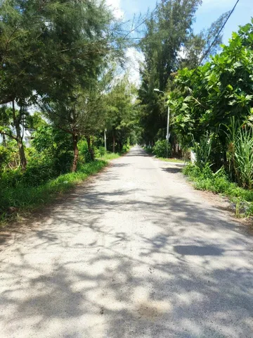 CẦN BÁN 1HA ĐẤT LÚA ĐƯỜNG ĐÊ SỐ 3
