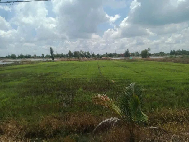 Bán đất lúa đường bờ kênh 4m xã Hòa Khánh Nam dt 5260m2 giá 3,4 tỷ