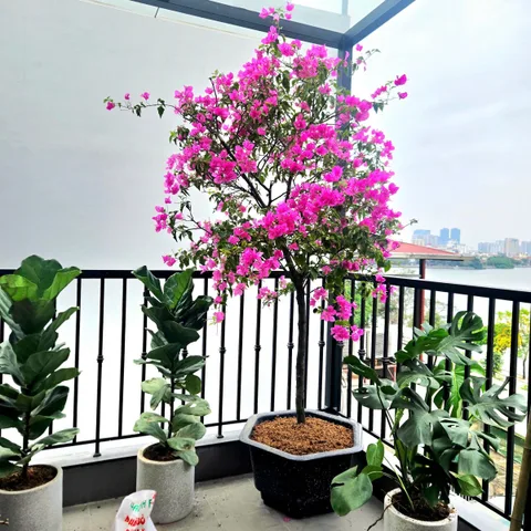 BÁN NHÀ THỤY KHUÊ - HỒ TÂY THANG MÁY FULL TIÊN ÍCH CÔNG NĂNG
