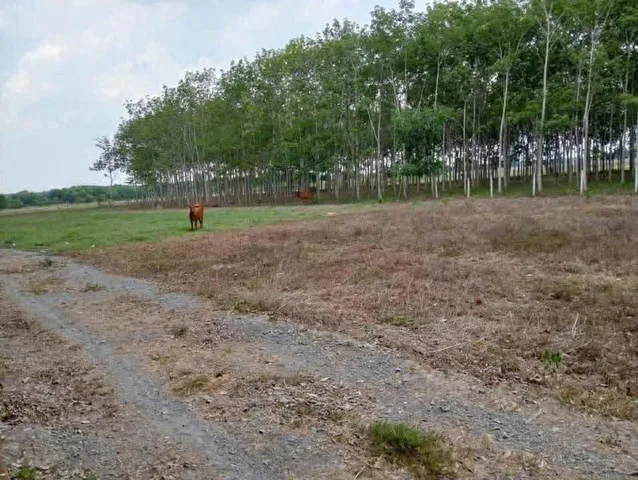 Bán đất 2152m² ngang 79m giá 3.2 tỷ tại Xã Nhuận Đức