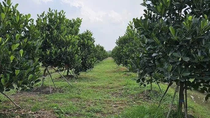 BÁN VƯỜN MÍT 10X50= 500M2 SỔ HỒNG, THỔ CƯ, ĐƯỜNG NHỰA 15M GIÁ 790 TRIỆU, LH: 0849573799