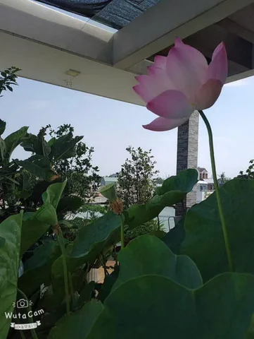 Bán nhà 100m² có sẵn 94.3m² thổ cư ngang 4,2m giá 11.5 tỷ tại Phường Long Phước