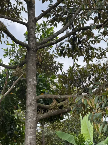 Sắp tới mùa lễ hội trái cây. Mua đất vườn có thổ làm khu vườn lớn tại Long Khánh Đồng Nai