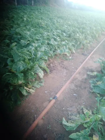 Đất nông nghiệp diện tích là 1300 m2 , đường bê tông xe máy cày,xe hơi,xe tải 1,2 tấn ra vào OK . Cách trường học 600 m gần chợ dân cư đang bất đầu xây dựng nhà gần đó rất nhiều tương lai dân cư sẽ rất là đông đúc.