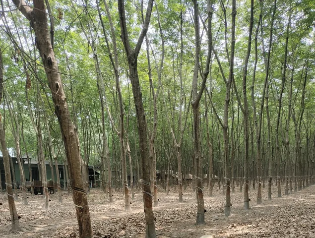 Bán đất 9456.2m² ngang 102m giá 3.8 tỷ tại Xã Tân Khai