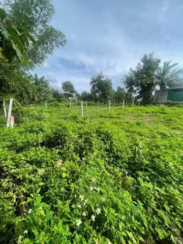 HOT VIEW CÁNH ĐỒNG TUYỆT ĐẸP HOÀ XUÂN 
BÁN GẤP – GIÁ TỐT 798tr